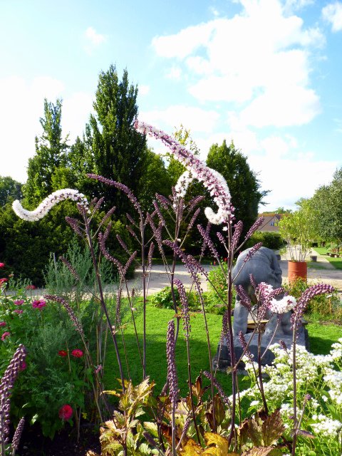 Actaea simplex 'Brunette' (2)